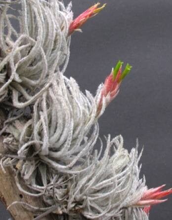 Tillandsia penascoensis habit