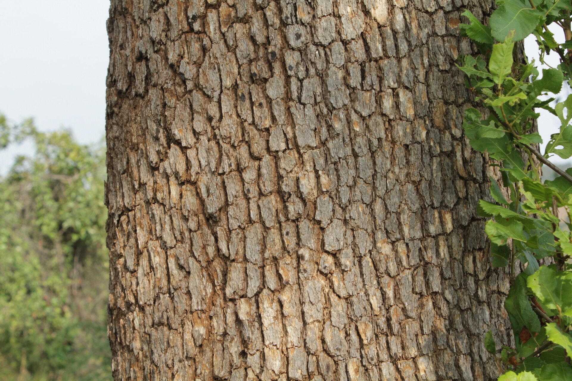 Pleurostylia africana — related species from the same genus