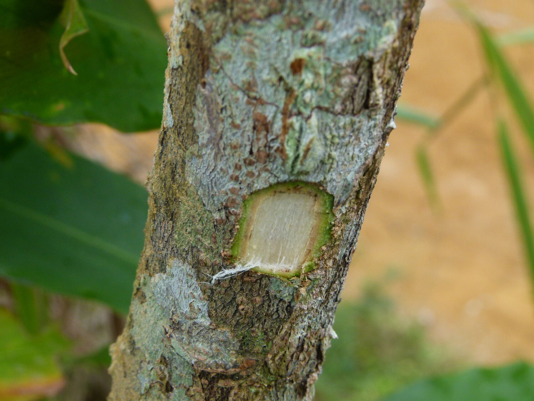 Millettia mannii bark