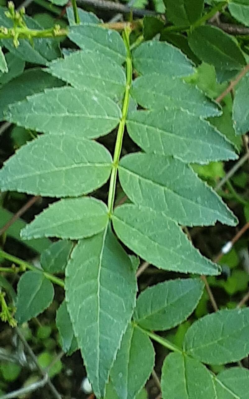 Zanthoxylum beecheyanum leaf