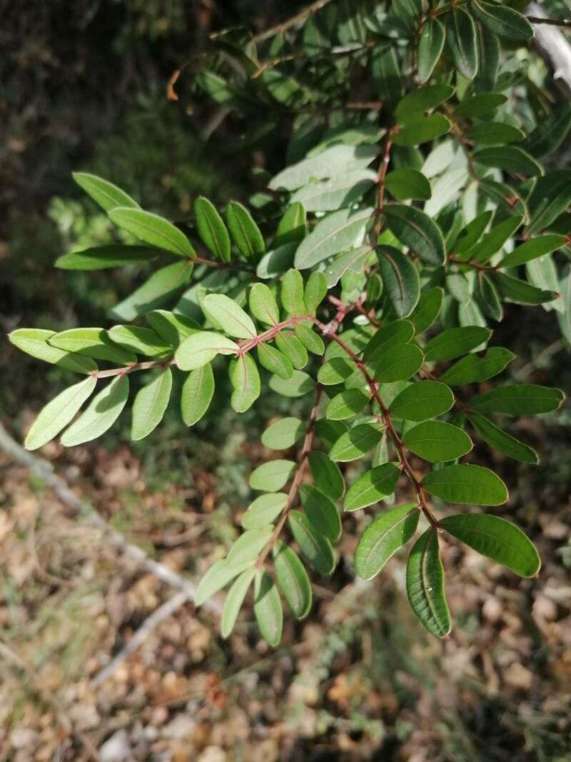 Pistacia × saportae — search result for 'Pistacia'