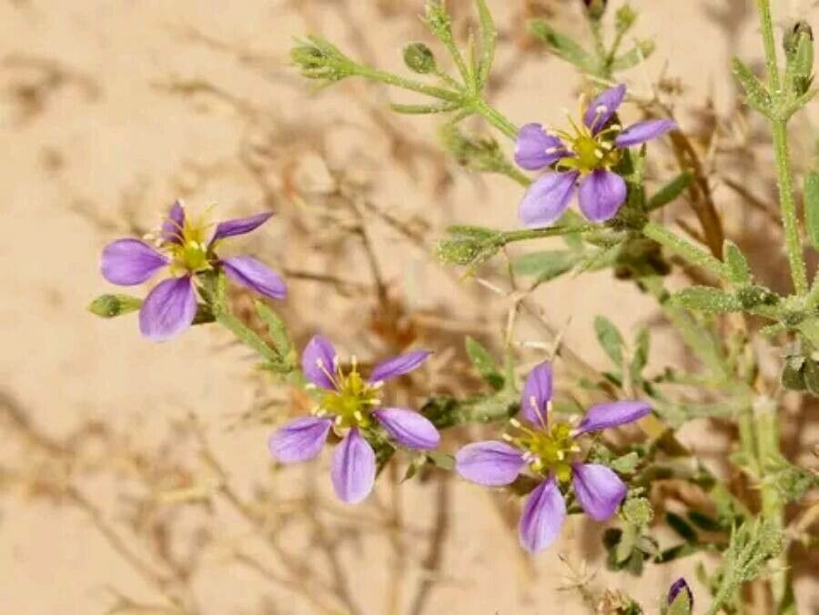Fagonia arabica flower