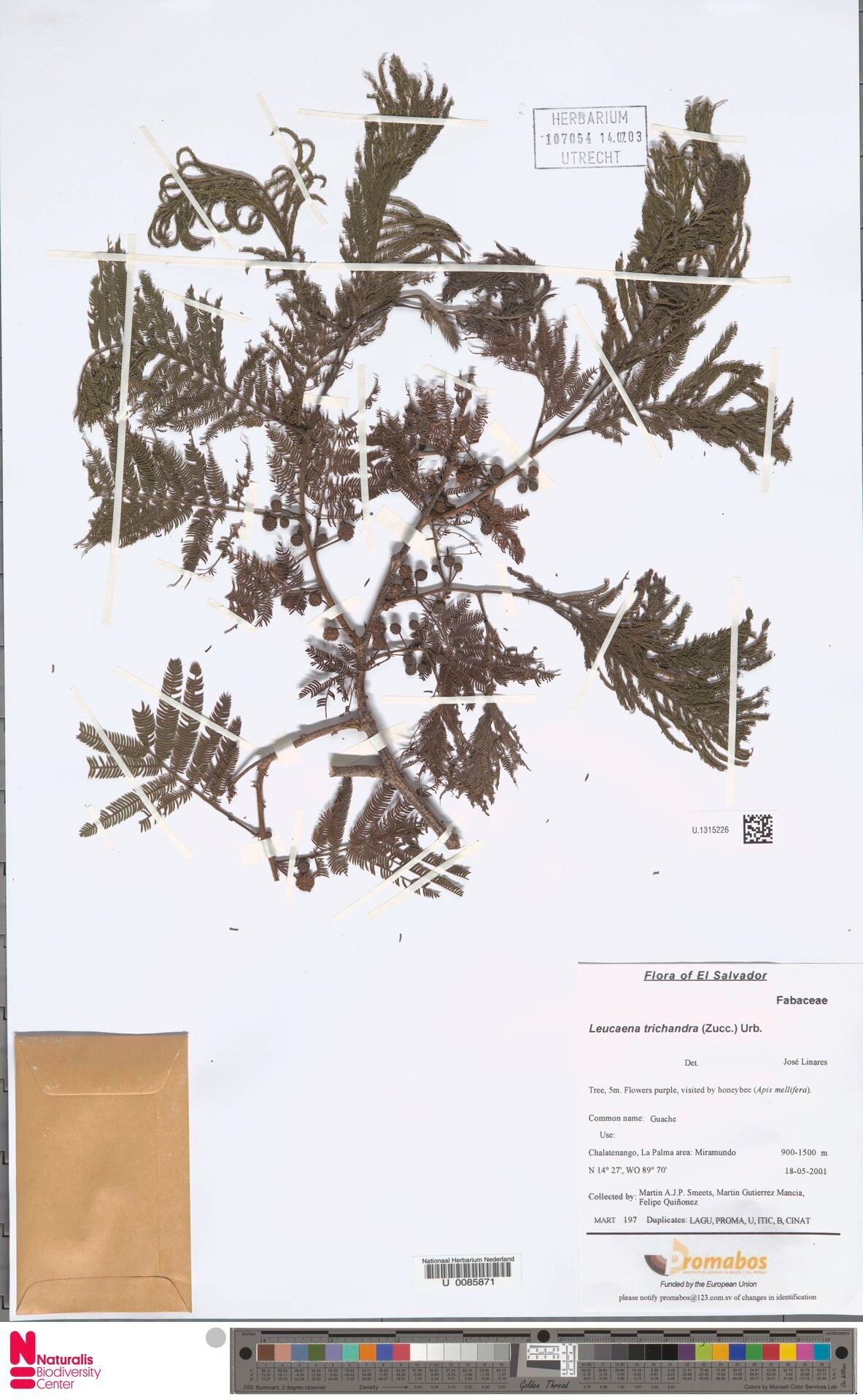 Leucaena trichandra — search result for 'Leucaena'