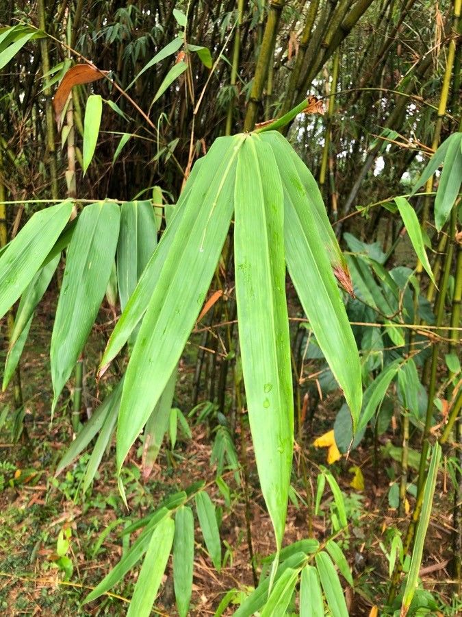 Schizostachyum brachycladum — related species from the same genus