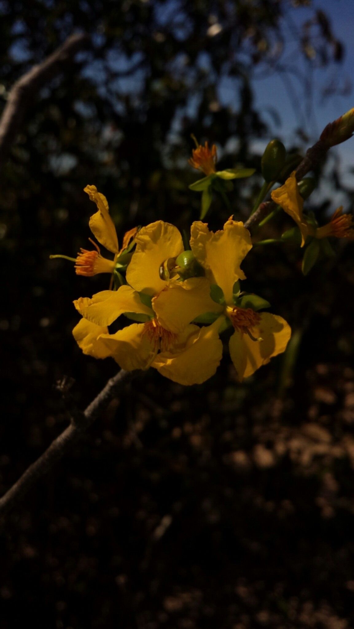 Ochna pervilleana flower
