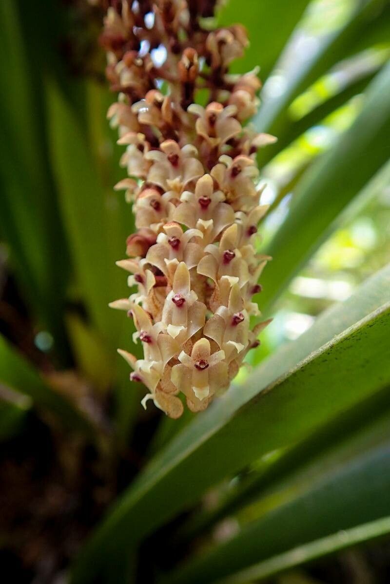 Aeridostachya robusta — houseplant care guide