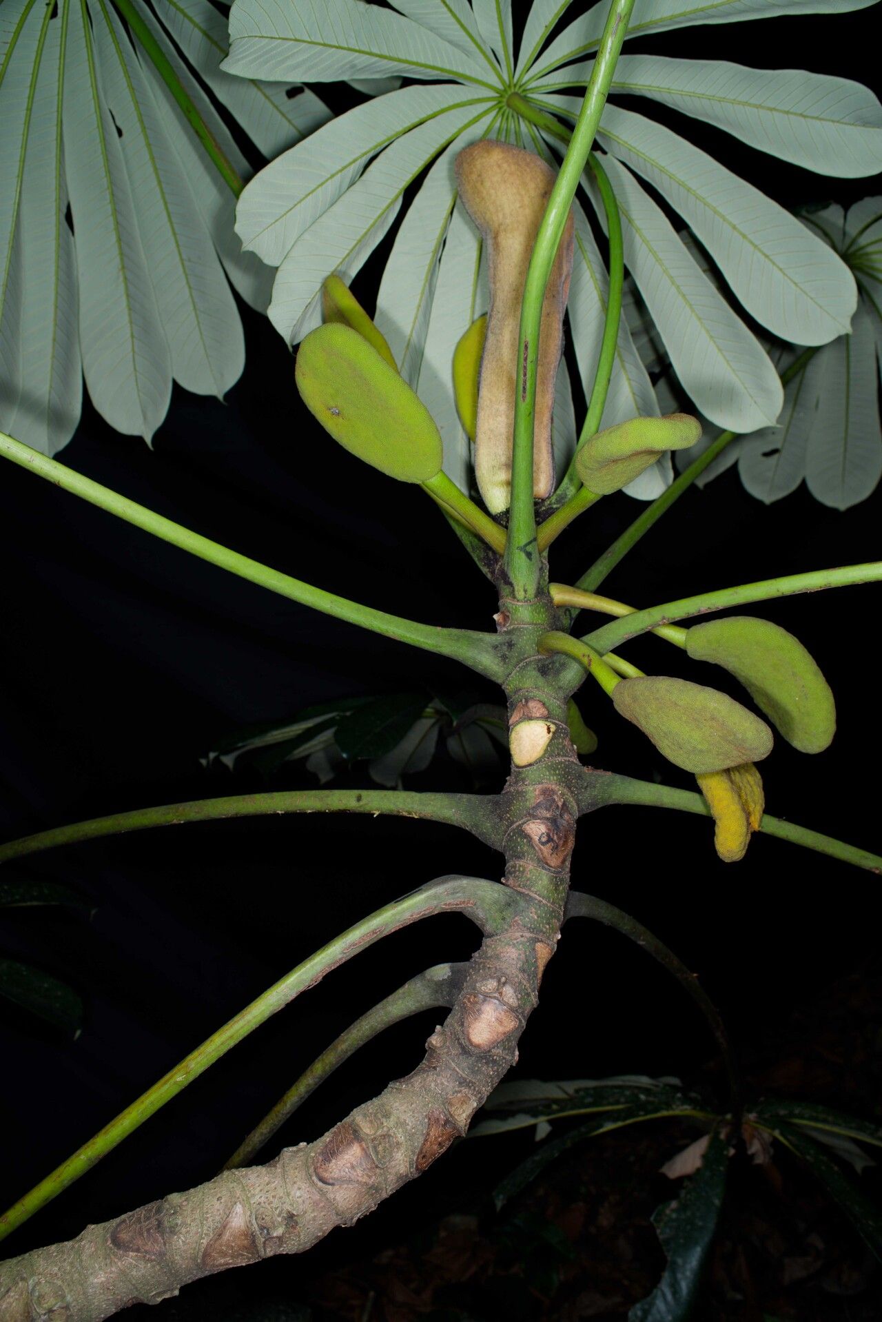 Musanga cecropioides fruit