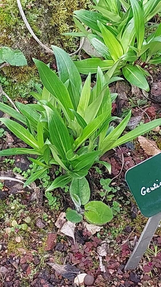 Gentiana siphonantha — houseplant care guide