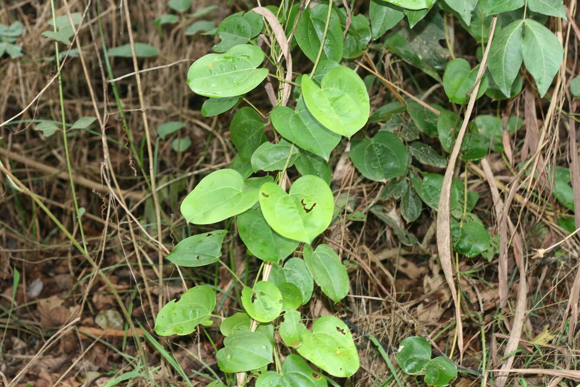 Dioscorea minutiflora — houseplant care guide