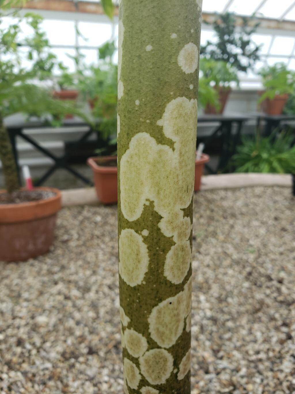 Amorphophallus prainii bark