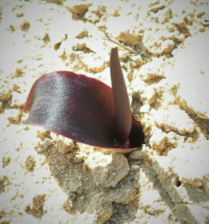 Arum palaestinum flower