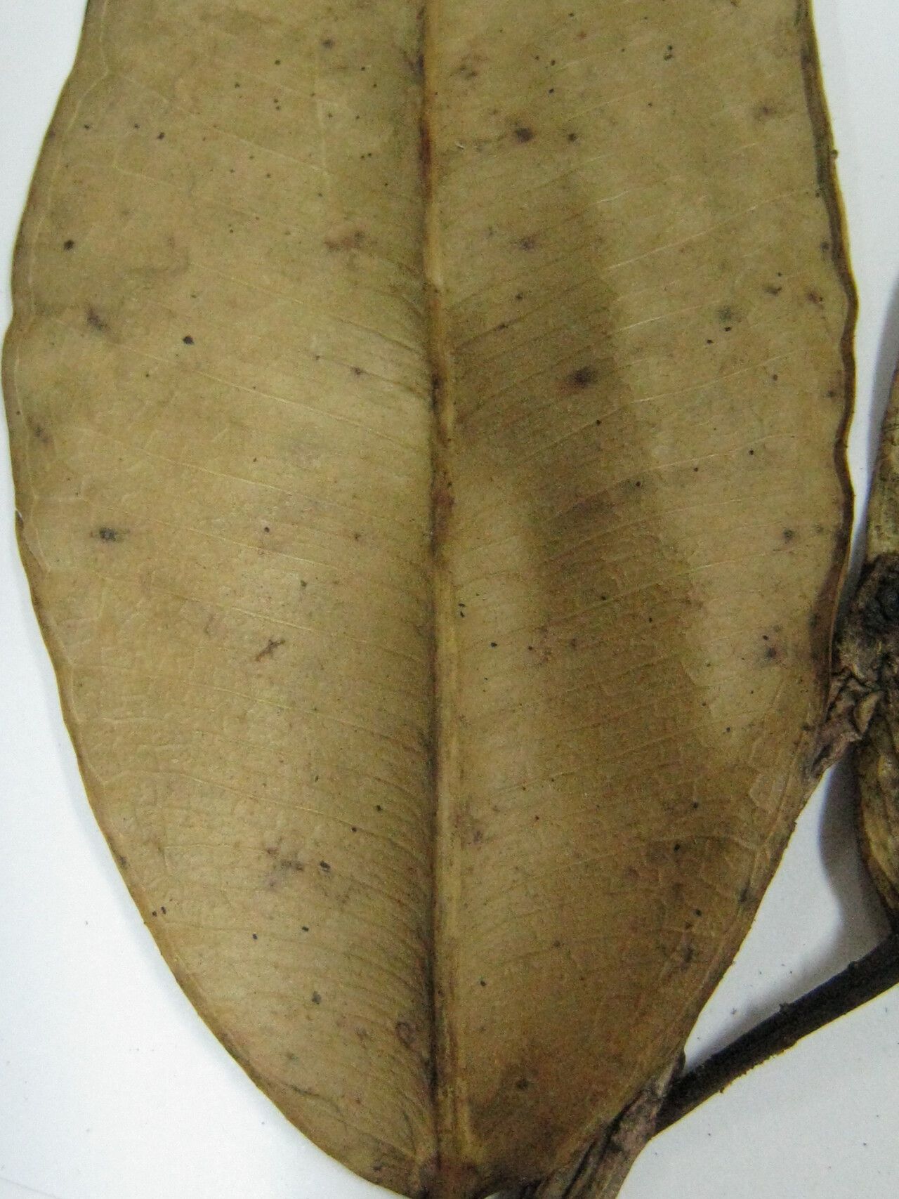 Ficus crassivenosa other