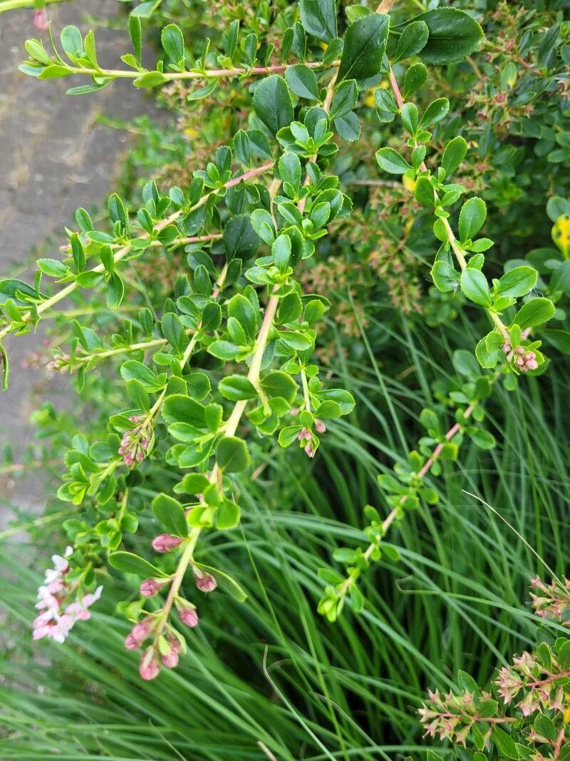 Escallonia virgata leaf