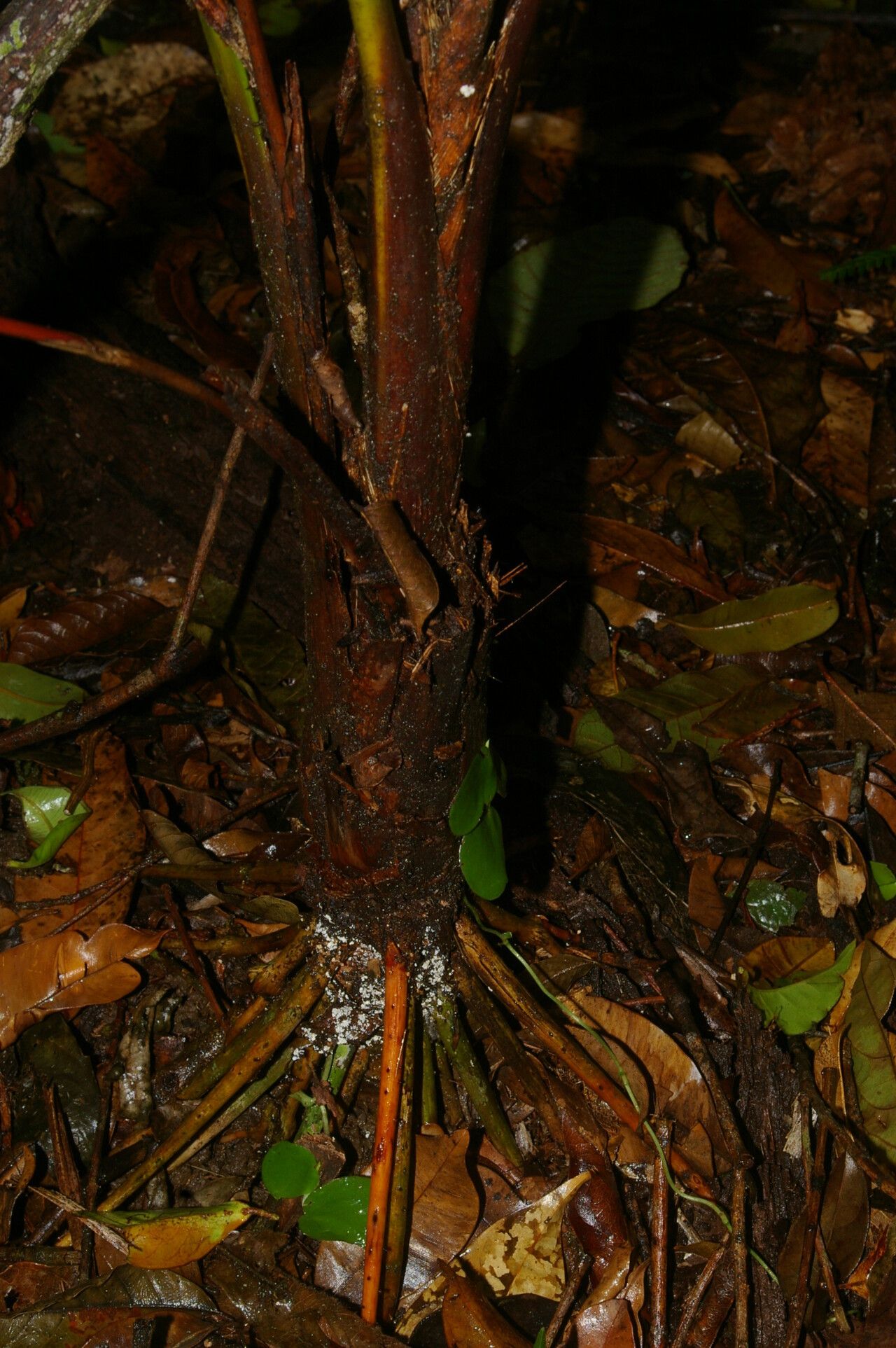 Neonicholsonia watsonii habit