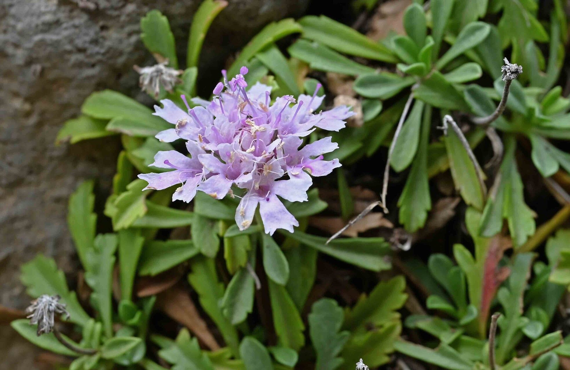 Lomelosia crenata flower