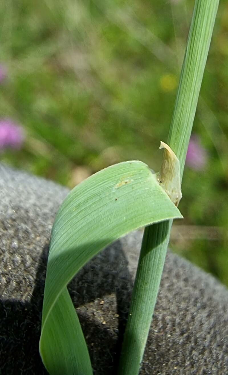 Phleum nodosum leaf