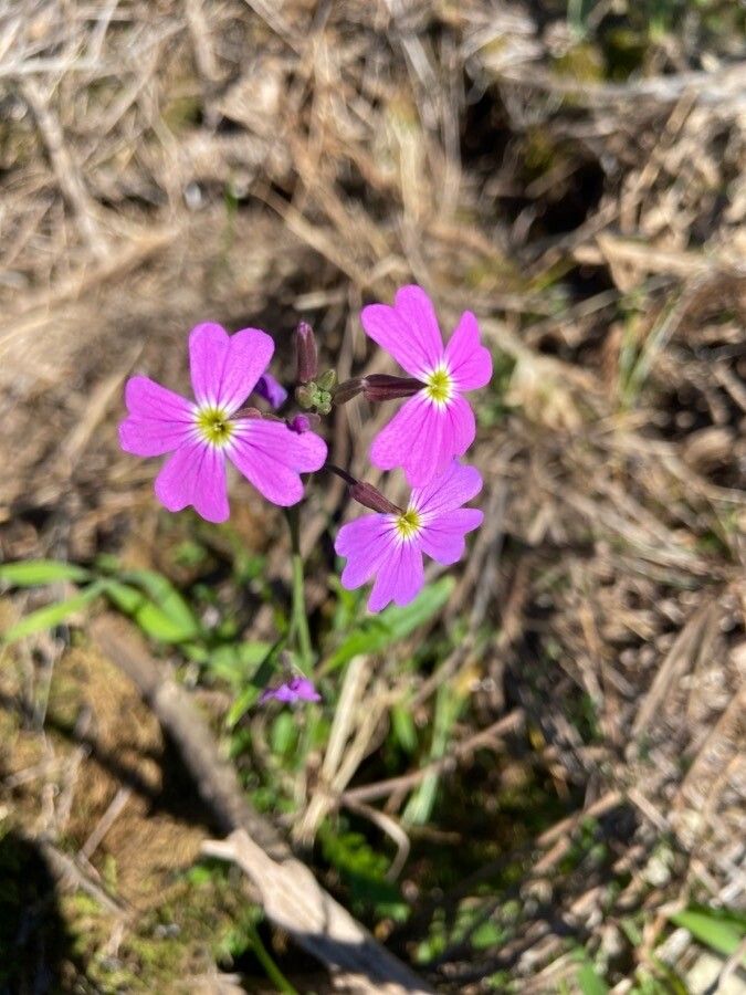 Malcolmia graeca flower