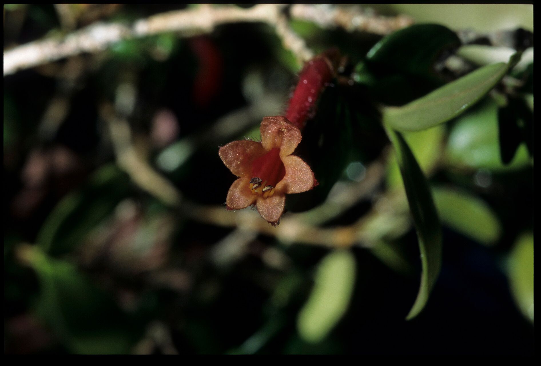Vitex phillyreifolia — houseplant care guide
