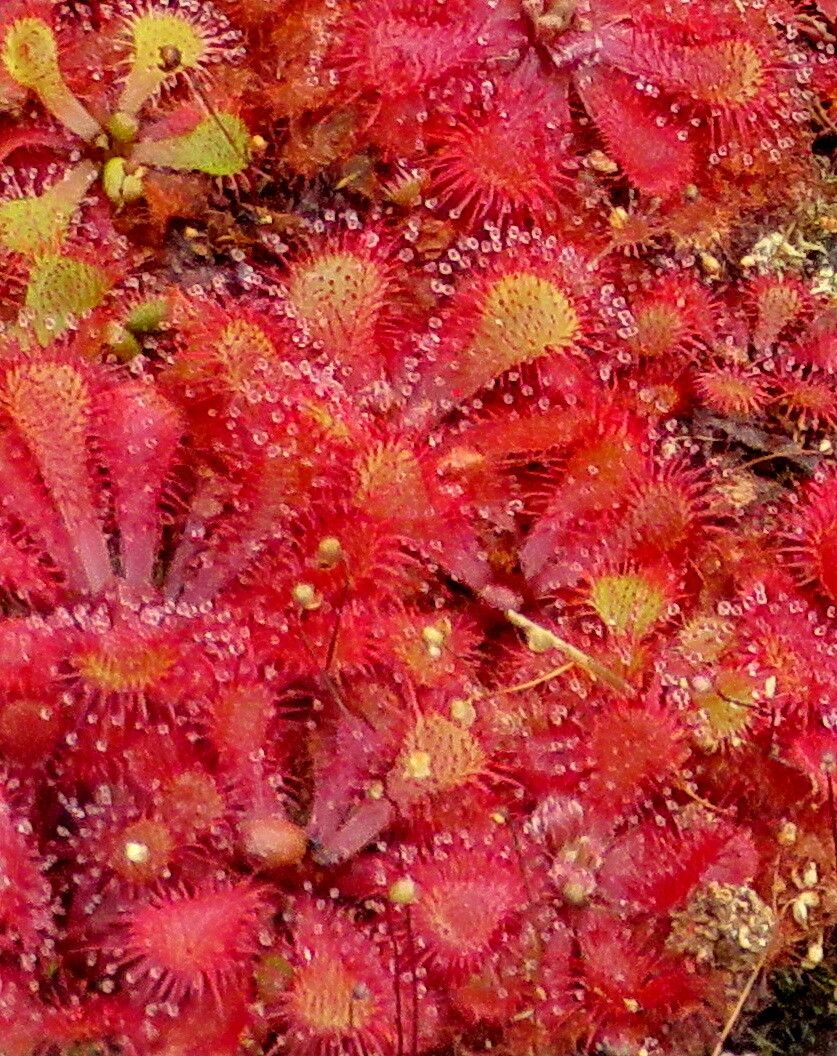 Drosera natalensis — search result for 'Drosera'