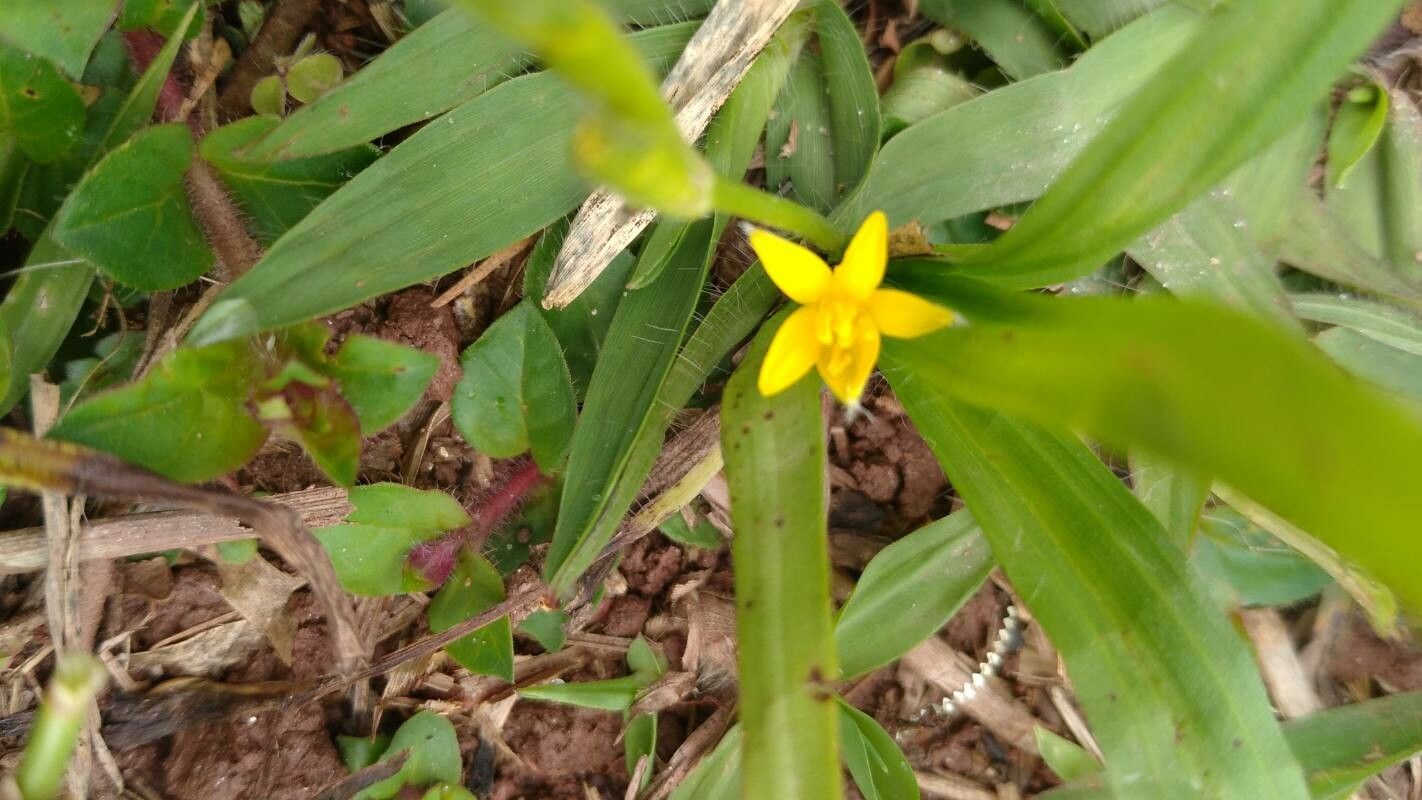 Hypoxis decumbens leaf