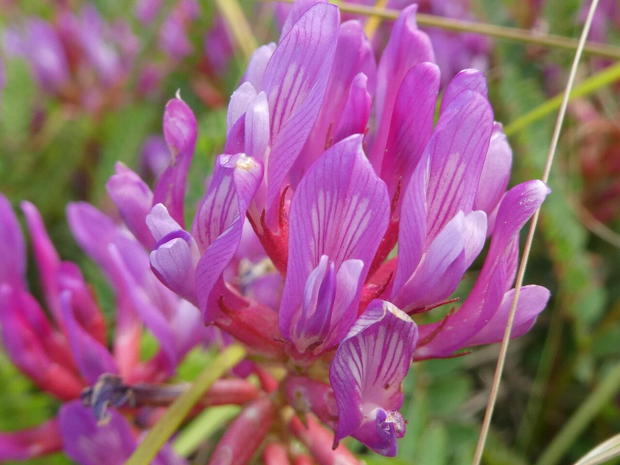 Astragalus monspessulanus flower