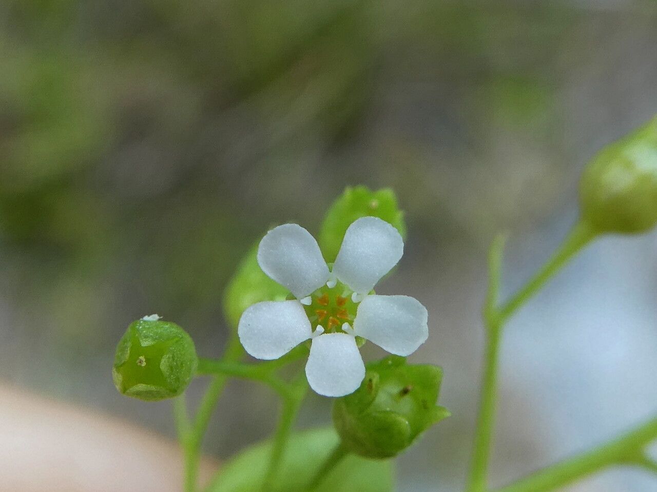Samolus valerandi flower