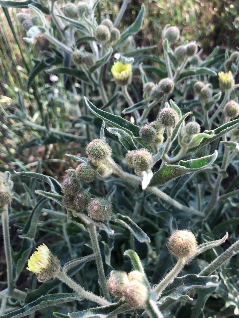 Andryala integrifolia leaf