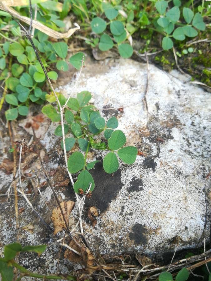Medicago hybrida leaf