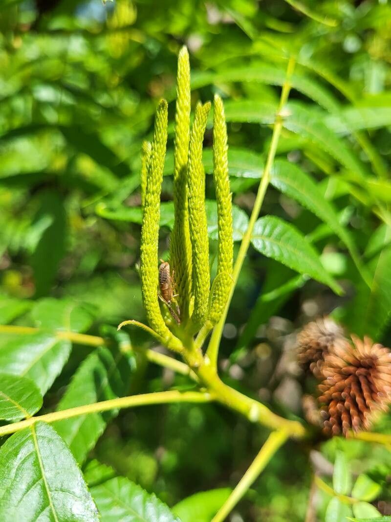 Platycarya strobilacea flower