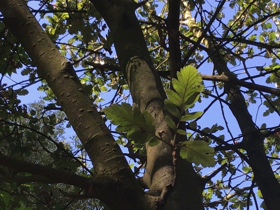 Sorbus × thuringiaca — houseplant care guide