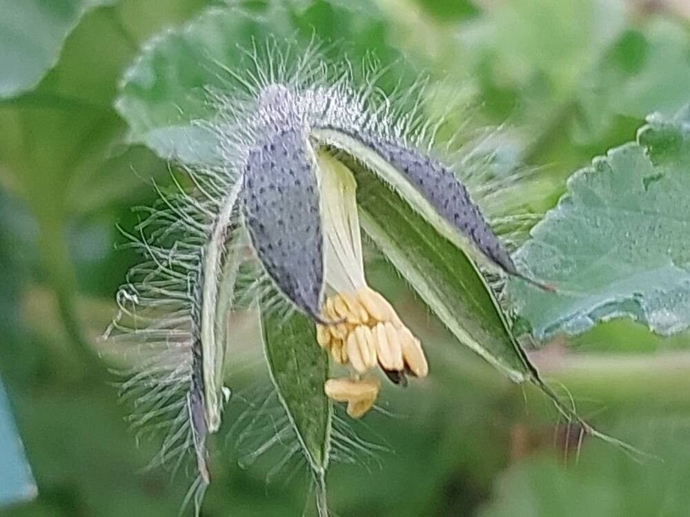Pelargonium mollicomum flower
