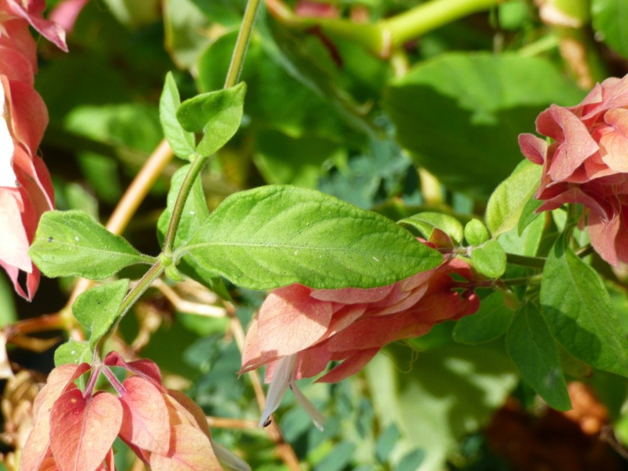 Justicia brandegeana — loam houseplant