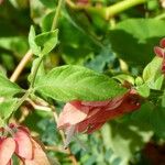 Justicia brandegeana