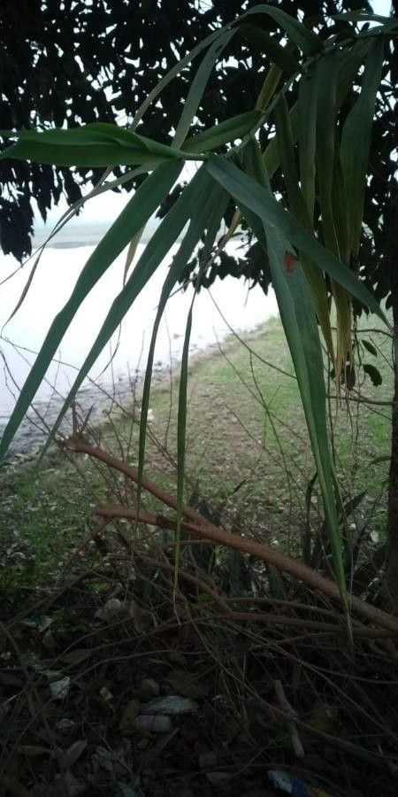 Phragmites mauritianus leaf
