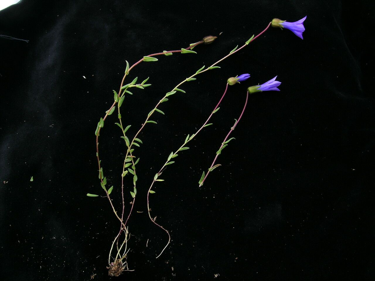 Cyananthus pedunculatus habit