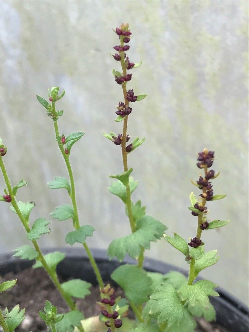 Saxifraga cernua leaf