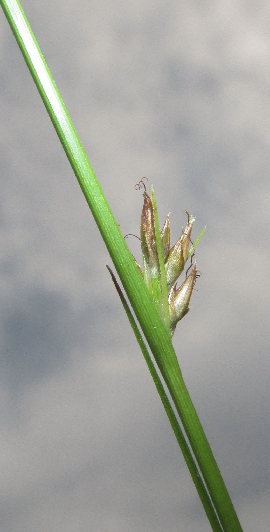 Rhynchospora perrieri fruit
