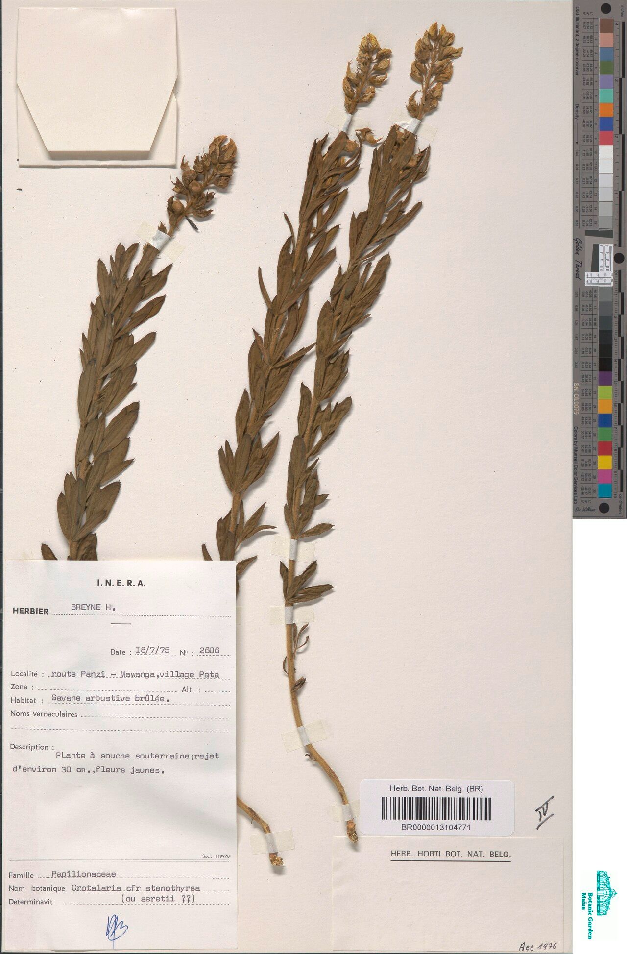 Crotalaria stenothyrsa — houseplant care guide