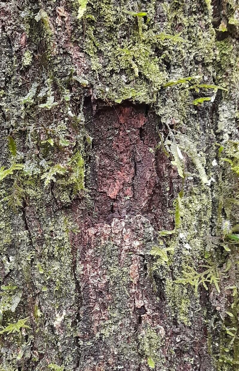 Matayba elaeagnoides bark