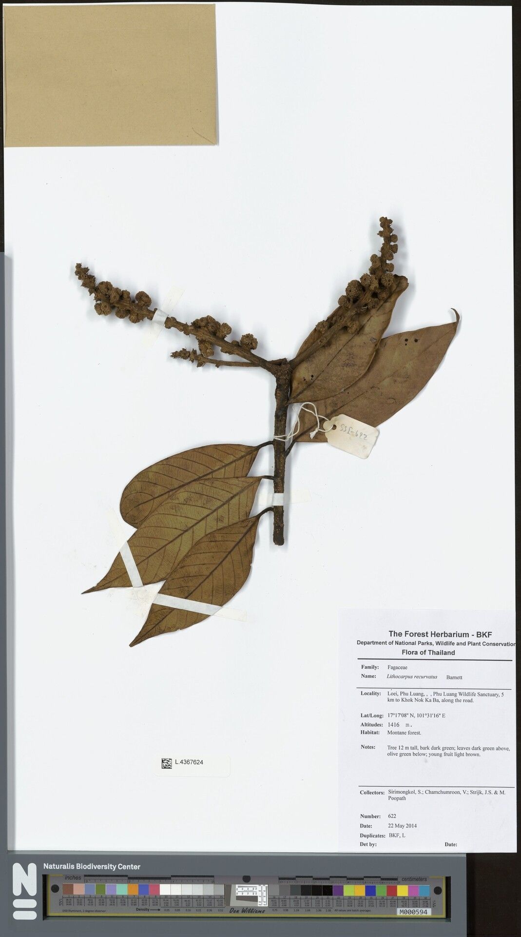 Lithocarpus recurvatus — houseplant care guide