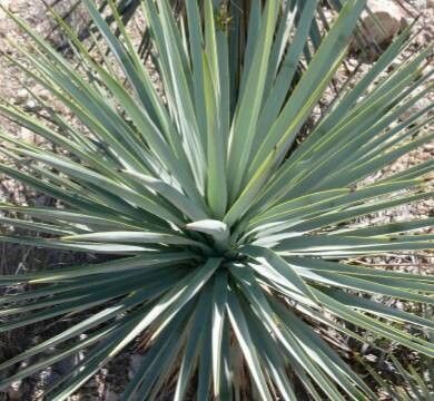 Yucca × andreana — search result for 'Yucca'