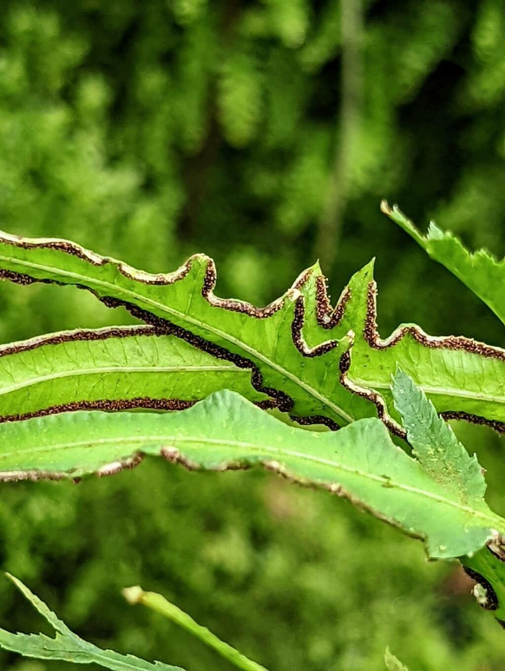 Pteris cretica fruit