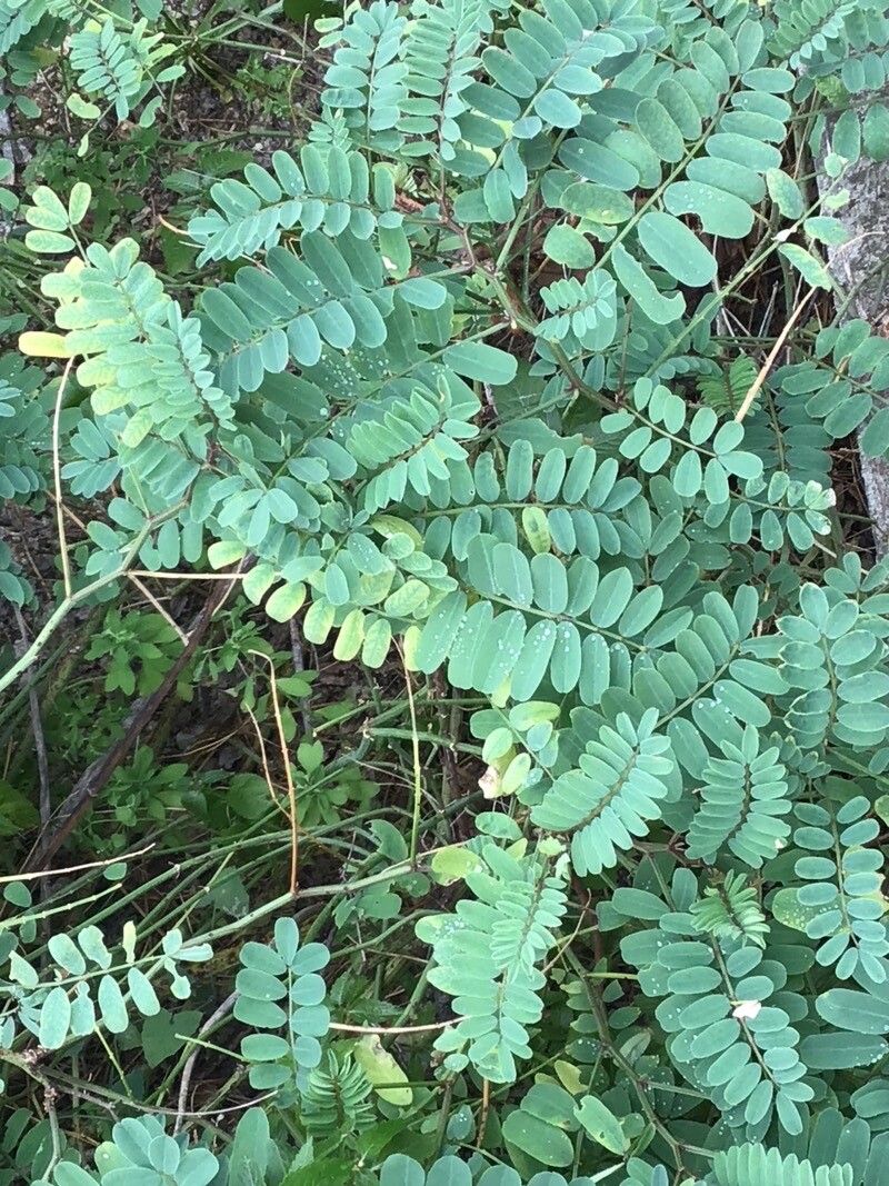 Coronilla globosa — related species from the same genus