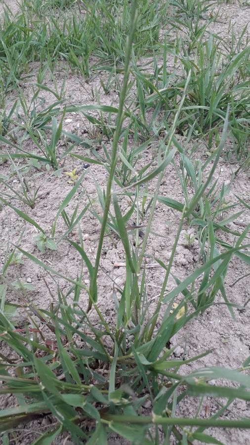 Sporobolus rigidus — search result for 'Sporobolus'