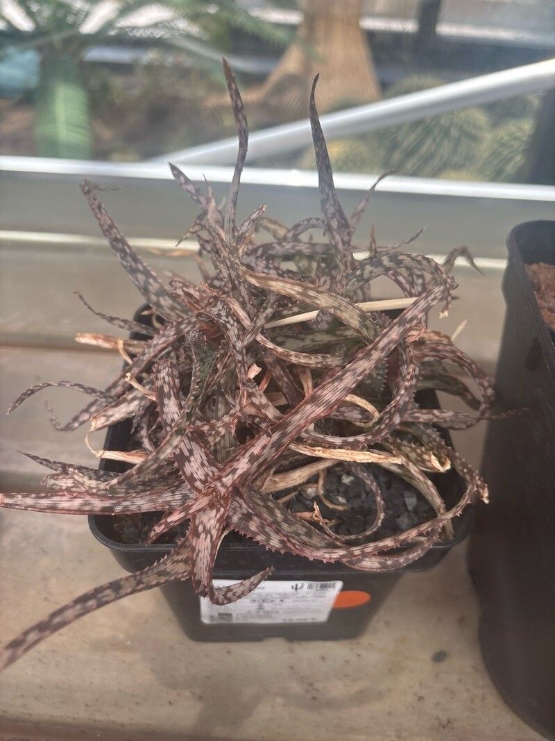 Aloe fleuretteana — houseplant care guide