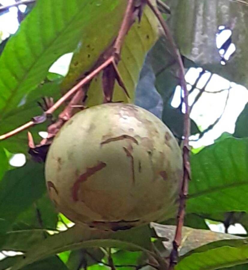 Alibertia patinoi fruit