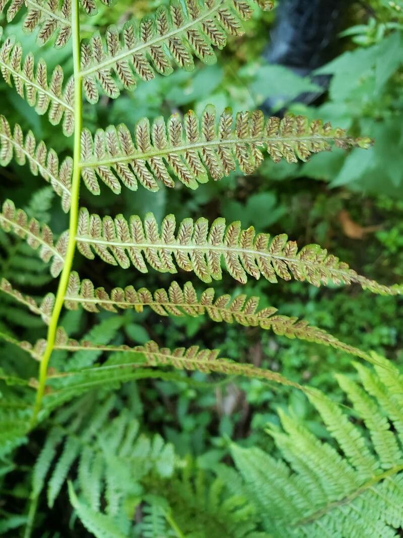 Deparia acrostichoides fruit