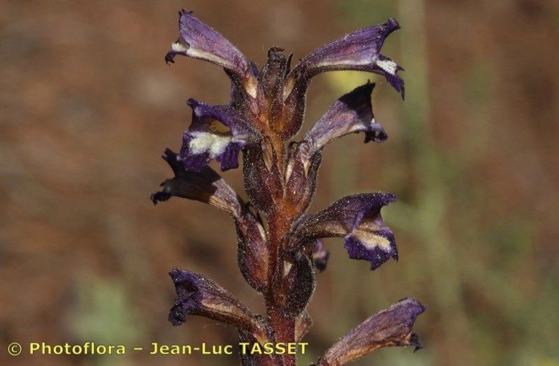 Phelipanche olbiensis — houseplant care guide