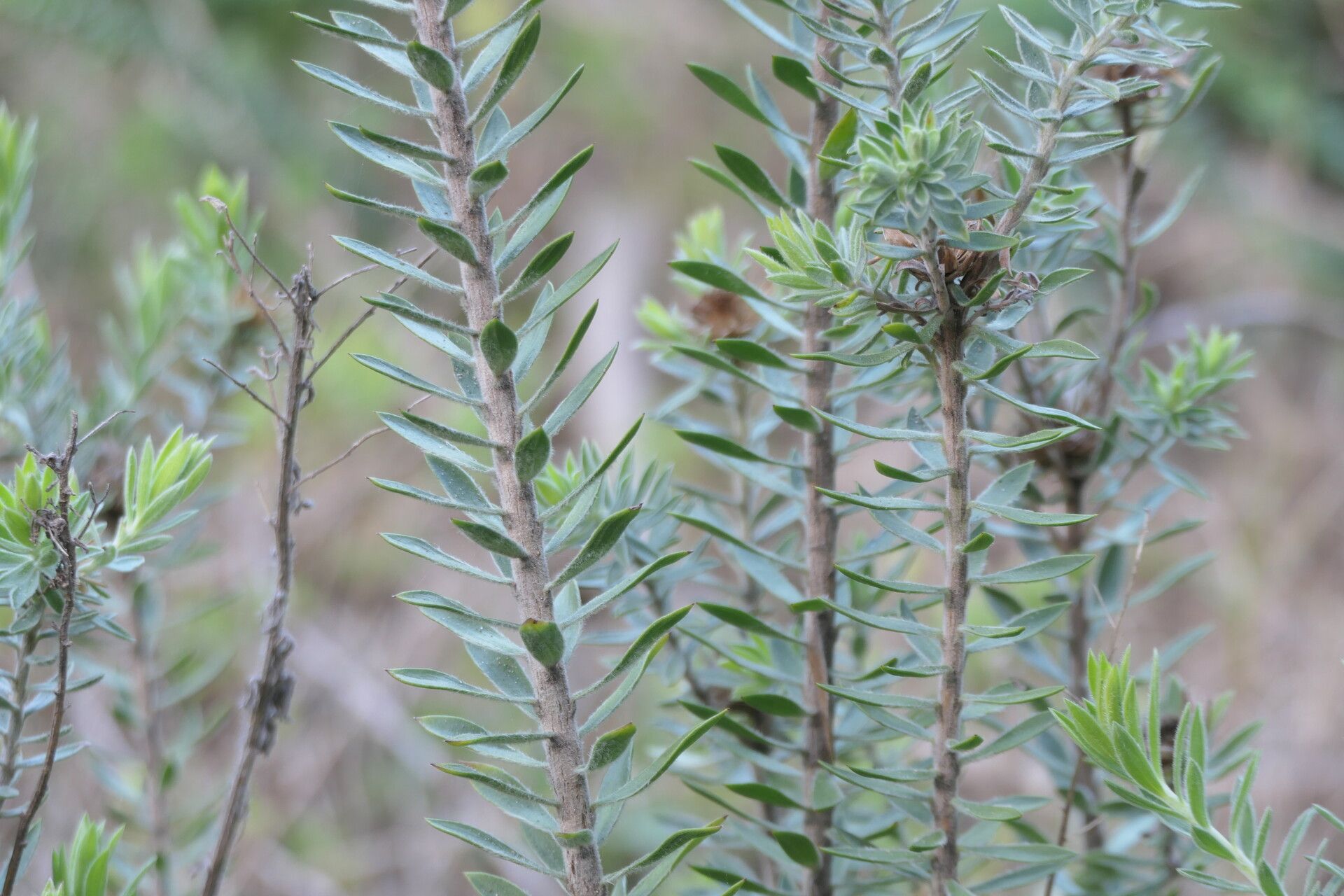 Relhania calycina bark