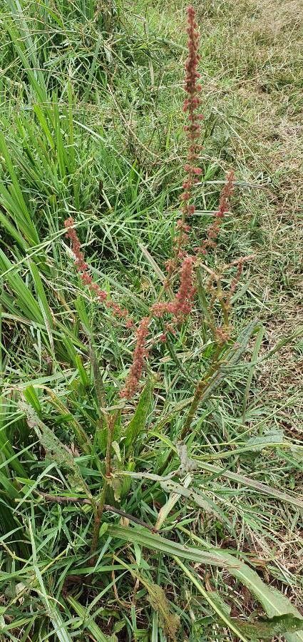 Rumex steudelii flower